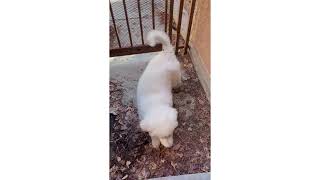 Great Pyrenees Puppy Barking for Attention [upl. by Yelha]