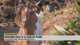 Dozens of goats removing invasive plant species at Greenville park [upl. by Song]