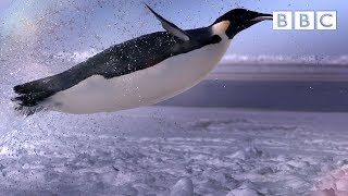 How does a penguin launch itself from the sea  The Wonder of Animals  BBC [upl. by Aihtiekal]