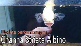 Update Perkembangan Channa Striata Albino [upl. by Ahsemak180]