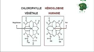 La photosynthèseNutrition carbonée Partie 1التركيب الضوئي الجزء الاول [upl. by Dill]