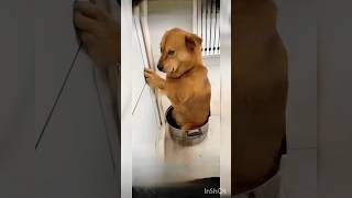 10 popular name dogs name dog doglover attitude sandy pranavwithrolex [upl. by Matejka]