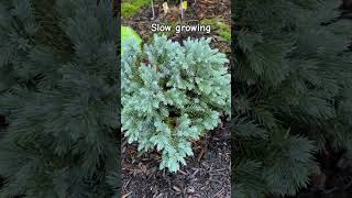 7 Weeks After Planting Blue Star Juniper [upl. by Evangelia447]