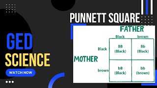 GEDမှာလုံးဝပါတဲ့ Punnett Square [upl. by Byers]