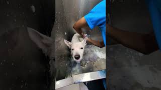 Keya se Keya ho gaya😜🤪trending ytshorts viralvideo funnyanimal grooming likeandsubscribe❤️‍🔥🔥🙏 [upl. by Nnaeiluj]