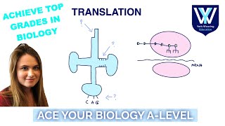 Translation  ALevel Biology Revision Masterclass  AQA OCR Edexcel WJEC [upl. by Farleigh985]