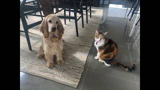 Introducing our Cocker Spaniel Puppy to our Cat [upl. by Warfeld947]