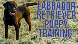 Puppy Training Labradors [upl. by Akahs]