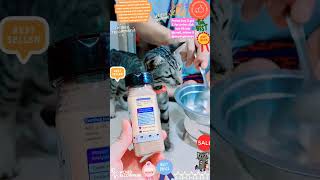 Cassiel Pet fyp short shorts video videos shortsvideo videoshort viralshort cute cat love [upl. by Suzann432]