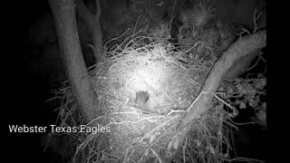 Webster Texas EaglesCoon in the nest [upl. by Buderus]