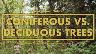 Coniferous VS Deciduous Trees  Whats the Difference  Nerdy About Nature [upl. by Hellman]