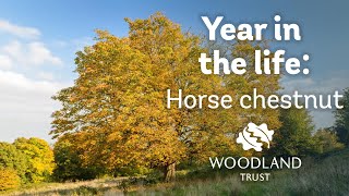 A year in the life of a horse chestnut tree [upl. by Eladnar]