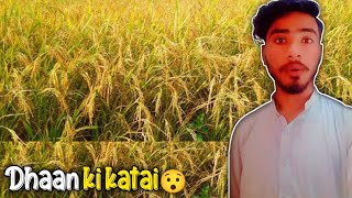 Aj dhaan ke fasal ki katai shuru kr di☺ jutt vlogs [upl. by Anyehs]