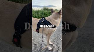 Dog Leash Harness for furbabies 🫣 dogsofyoutube makoyandkea [upl. by Yvel539]