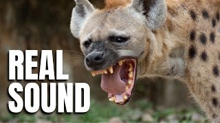 Hyena Sound Effect  Wild Animal Sounds [upl. by Ibmat]