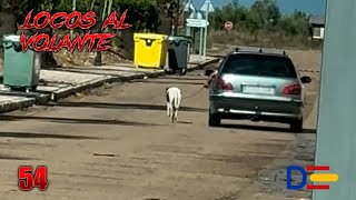 De paseo 🐶😂  Locos al volante 54  Dashcams España [upl. by Fortunato959]