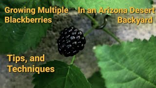 Thriving in the Desert Mastering Multiple Blackberry Varieties in Your Arizona Backyard [upl. by Sparkie510]