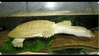 Китайский трионикс  Дальневосточная черепаха  Chinese softshell turtle [upl. by Anaiuq]