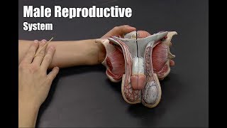 Male Reproductive System [upl. by Lesslie444]