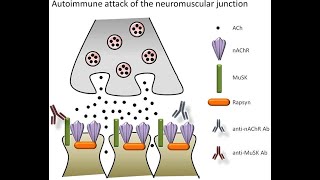 Acetylcholine receptors Nicotinic and Muscarinic acetylcholine receptors [upl. by Haughay667]