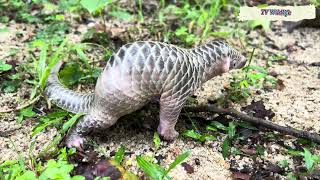 After drinking milk baby pangolin went to the bathroom [upl. by Iemaj]