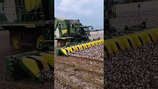 Mechanized cotton picking process Good tools and machinery can increase work efficiency [upl. by Geilich]