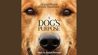 A Dogs Purpose 2017 Movie  Dennis Quaid Josh Gad KJ Apa  A Dogs Purpose Movie Full Review [upl. by Seaver131]