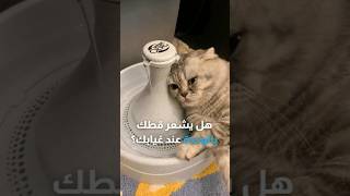 هل يشعر قطك بالوحدة عند غيابك؟ 🐈‍⬛💙 [upl. by Eanod]