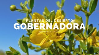 Plantas del desierto  La Gobernadora [upl. by Yart]