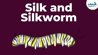 Silk and Silkworm  Fibre to Fabics  Dont Memorise [upl. by Ludovick486]