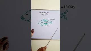 Air Bladder in bony fishes class oesteichthes ytshorts shortfeed [upl. by Hannaoj]