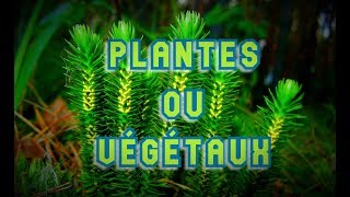 BOTANIQUE 1  PLANTES OU VÉGÉTAUX   une classification phylogénétique en biologie végétale [upl. by Rotkiv]