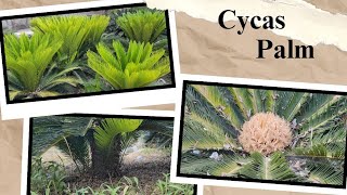 cycas revoluta plant care  kangi palm  growing tips  Bonsaiart324 [upl. by Courcy]