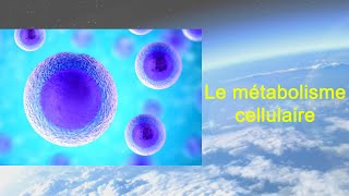 SVT 2nde  THÈME 1  23 flux de matière et interdépendance des métabolismes 22 [upl. by Hutner]