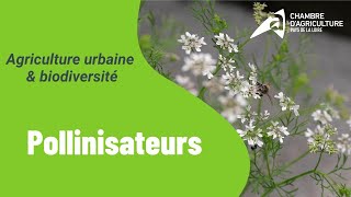 Agriculture urbaine et biodiversité  favoriser la présence des pollinisateurs [upl. by Assylla]