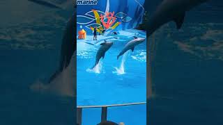 Portugal Zoo marine Dolphins show dolphin portugal [upl. by Fairlie]