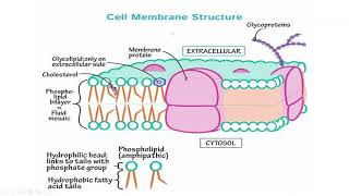 Physiology Foundation module  Cellular transport and homeostasis [upl. by Cott]