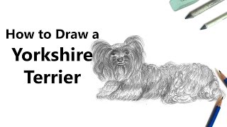 How to Draw a Yorkshire Terrier with Pencils Time Lapse [upl. by Dalis]