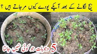 Why Most of Plants Died After 12 Days of Seedling بیج لگانے کے بعد آپکے پودے کیوں مرجاتے ہیں ؟ [upl. by Mackey]