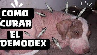 🛑Como CURAR la SARNA DEMODECICA en PERROS con BRAVECTO ⏭ Adiós DEMODEX de la SARNA ROJA Canina ✅ [upl. by Amled]