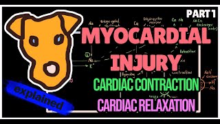 Myocardium Physiology [upl. by Jerrie26]