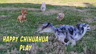 Happy Chihuahua Play with Puppies [upl. by Nesnej]