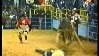 AUSTRALIAN CHAMPION RODEO BULL CHAINSAW [upl. by Wager324]