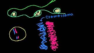 Cromossomas cromatídeos cromatina etc  Khan Academy em português 11ºano [upl. by Narbig381]