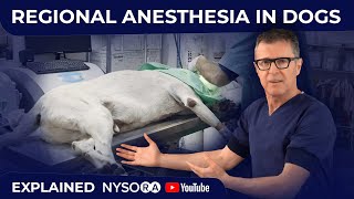 Regional Anesthesia in Humans vs Dogs  Crash course with Dr Hadzic [upl. by Ainud788]