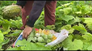 Natural fresh vegetable picking [upl. by Bej]