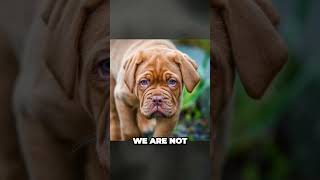 Discover the Origins of Dogue de Bordeaux [upl. by Christiano19]