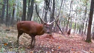 Red deer Rutting time Wildlife [upl. by Johanan]