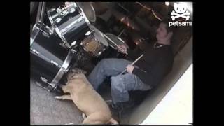 Drumming dog rocks out [upl. by Menard]