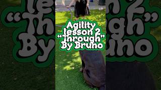 Agility lesson 2  “through”  The Choco Brown Bruno [upl. by Maynard]